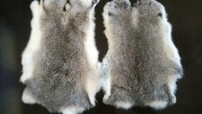 2x Real Rabbit Skin Natural