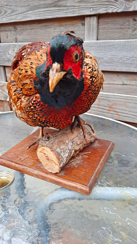 Taxidermy pheasant standing - taxidermy,