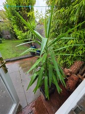 Medium Yukka plant to restaurant or garden