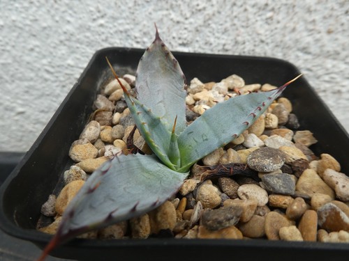 Agave guiengola shown in - agave, guiengola,