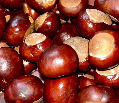 300 horse chestnut - 300,
