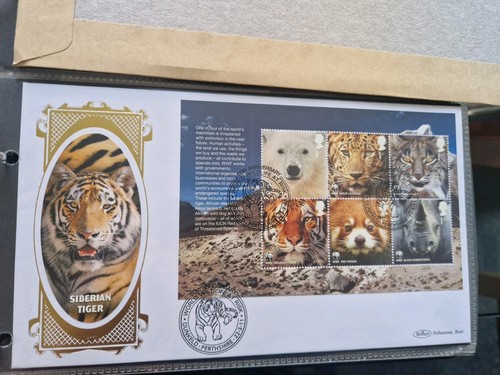 Benham siberian tiger - benham,