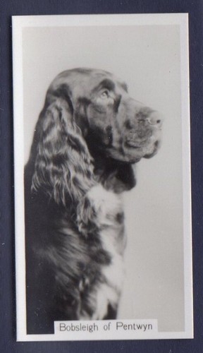 Field spaniel bobsleigh - field,