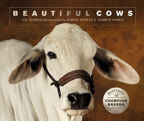 Beautiful cows portraits - portraits, of