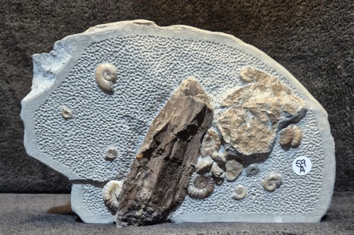 Fossilised wood ammonites - wood,,