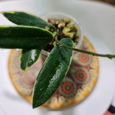 Hoya Lyi Prism  Pink Flower