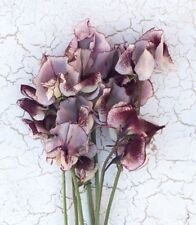 SWEET PEA SEEDS - UNUSUAL WHITE -CHOCOLATE VEINED FLOWERS