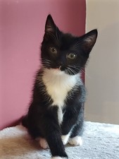 £1 TO HELP WITH OUR RESCUES -