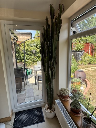 African milk tree exotic