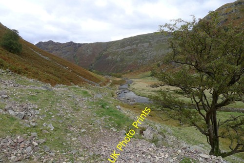 Photo hawthorn tree - photo, a2