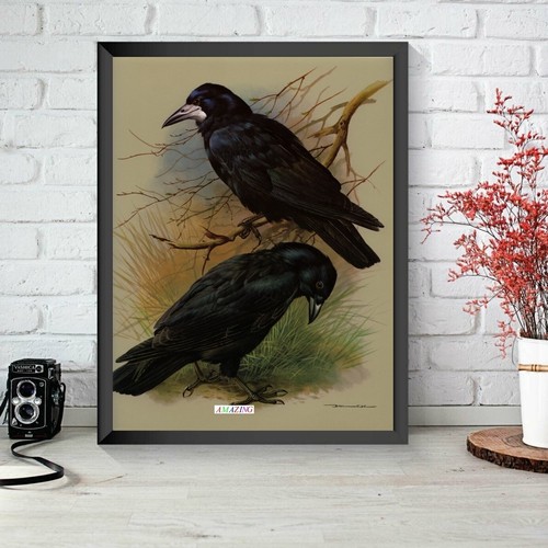 Basil ede british birds of - ede:,