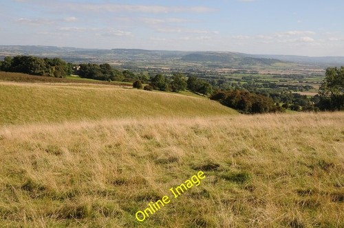 Photo 6x4 grazing - photo,