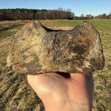 Very Colorful Extinct Baleen