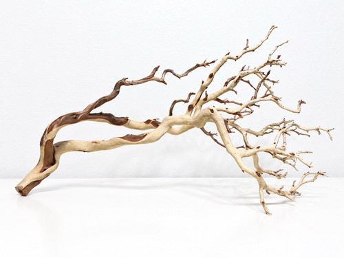 Large manzanita - large,
