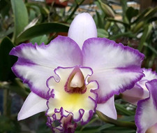 Blc. Picotee Passion cattleya