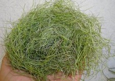 LARGE Spanish Moss -