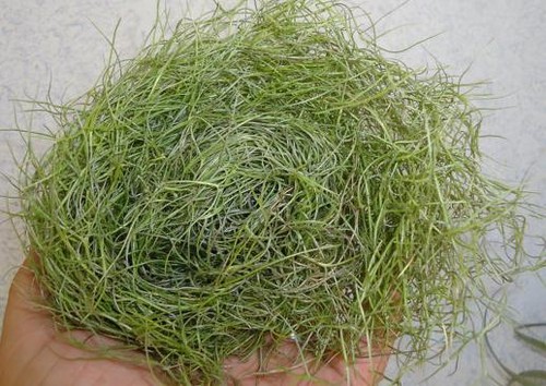 Large hanging airplant - airplant,