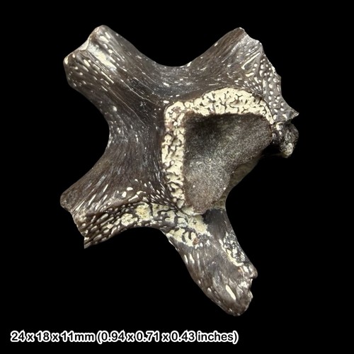 Turtle vertebra fossil eocene - turtle,