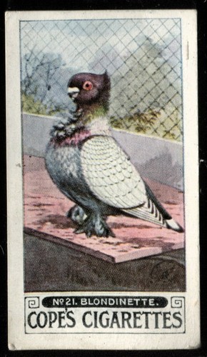 Tobacco card cope pigeons - card,, cope,