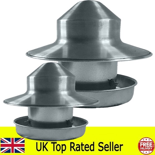 Hen chicken poultry feeder - hen,