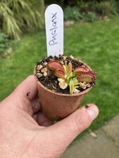 Venus Fly Trap, Dionaea