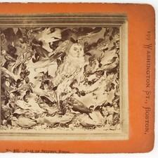 Stuffed Birds Taxidermy