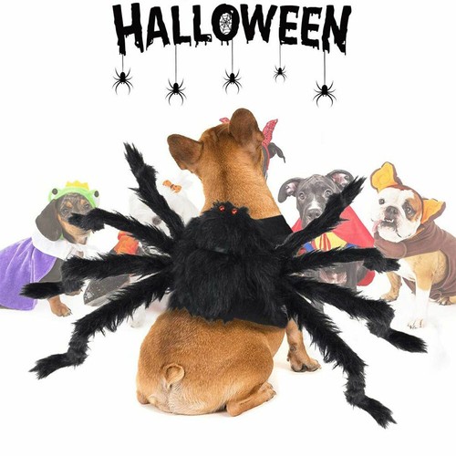 Halloween party spider costume - halloween,