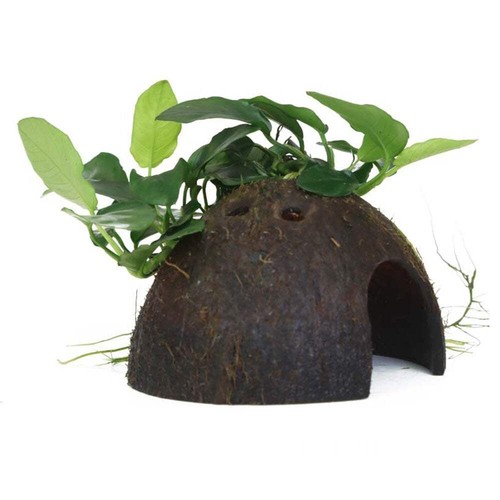 Tropica anubias barteri - tropica,