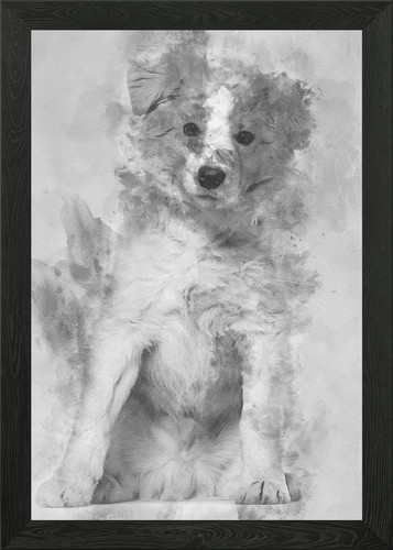 Border collie puppy sittin - border,