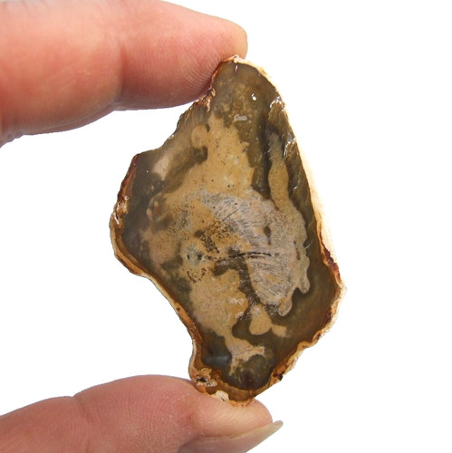 Fossil petrified wood slice - fossil,