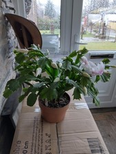 Thanksgiving Cactus -  Young