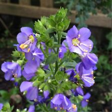 POLEMONIUM COERULEUM JACOBS LADDER BLUE/YELLOW CHOICE OF 100 OR 200 SEEDS