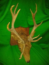 RED STAG Deer Trophy Hunting Taxidermy