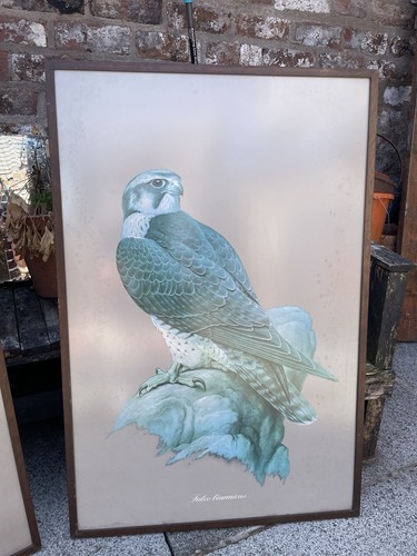 Vintage framed print lanner - framed, of