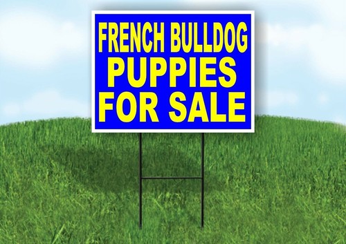 French bulldog puppies - puppies, for