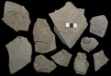 10 unprepared ammonite