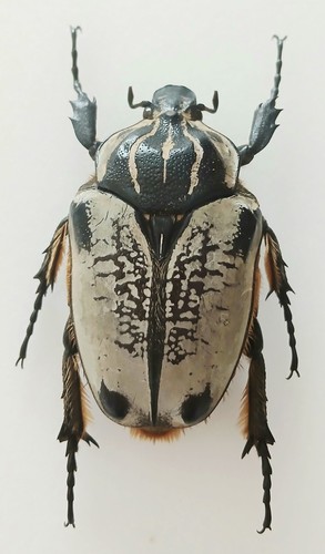 Goliathus goliatus female - goliathus,