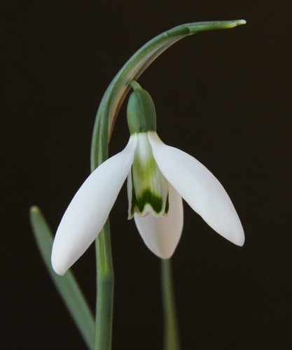 Galanthus geisha augen rare - galanthus,