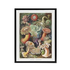 Sea Anemone Marine Landscape
