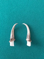 Muntjac Buck Deer Antlers x 2 Taxidermy Gothic