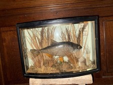 Antique Fish Taxidermy Bow