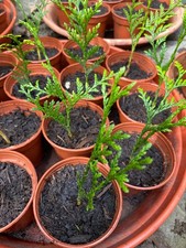 Thuja plicata atrovirens - x, 'atrovirens'