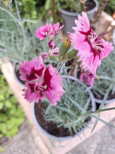 Dianthus garden pinks - pinks,