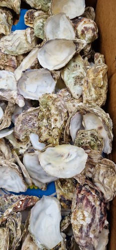 Natural oyster shells for - shells,
