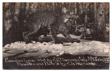 1909 RPPC Canadian Lynx