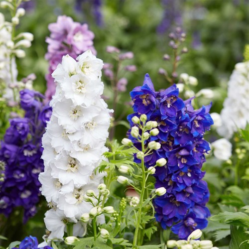 Giant delphinium larkspur - 50,