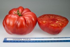 3x TOMATO GIANT TREE Plug