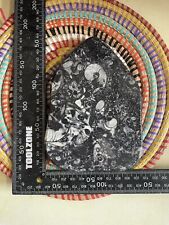 Goniatite And Orthoceras Polished Slice Devonian Morocco Uk Sellers #5