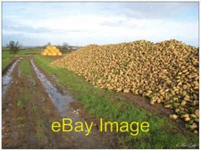 Photo 6x4 Fodder beet Bayston