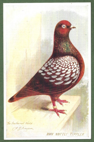 The feathered world aids - feathered,